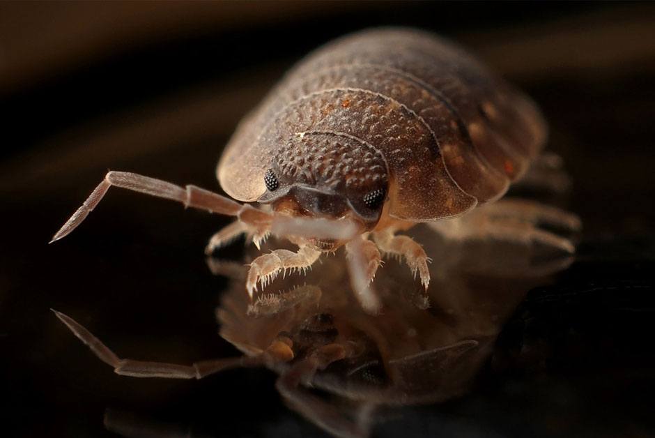 Why are Fleas a problem? - Burton upon Trent and Staffordshire